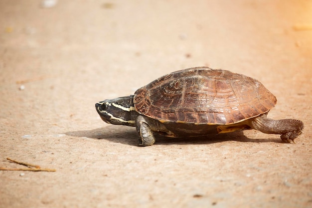 La tortuguita camina por un camino de cemento.