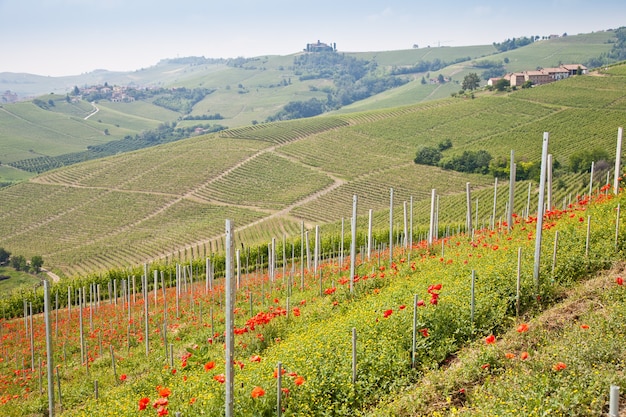 Toscana. Vinha no meio da região vinícola mais famosa da Itália.