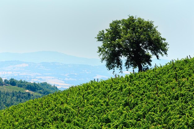 Toskana-Sommerweinberg Italien