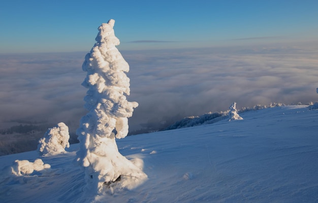 Totalmente coberto com árvore de neve no topo da montanha.