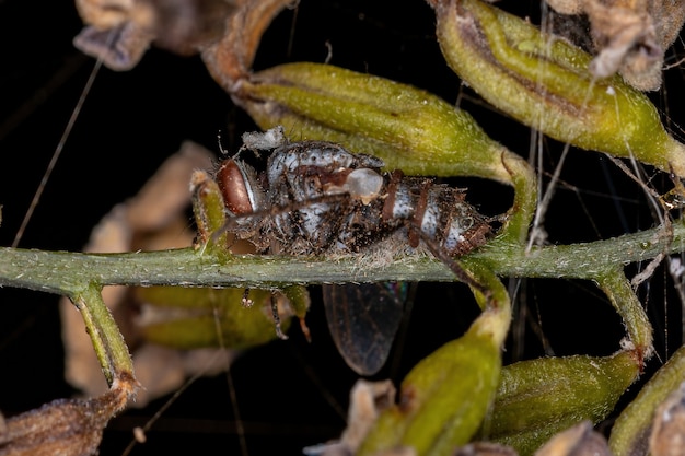 Tote ausgewachsene Borstenfliege der Familie Tachinidae