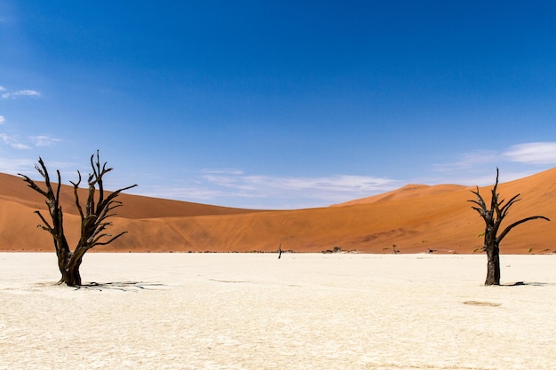 Tote Bäume auf Sand gegen den blauen Himmel