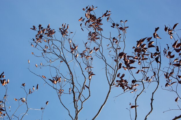 Tote Baumaste im blauen Himmel