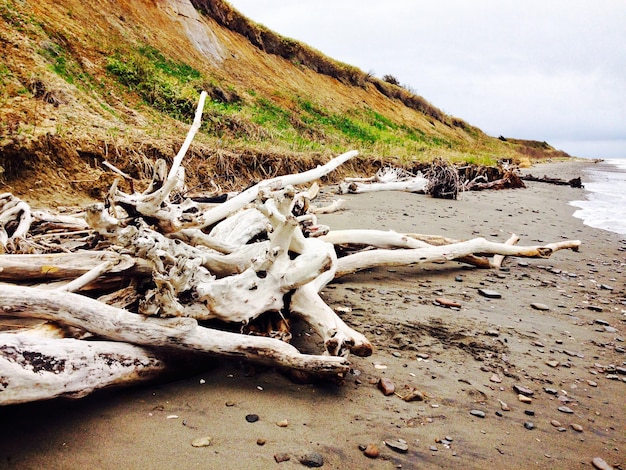 Foto tote baumstämme am ufer am sakhalin-strand