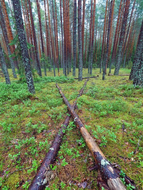 Tote Baumstämme in einem Nadelwald aus hohen Mastkiefern