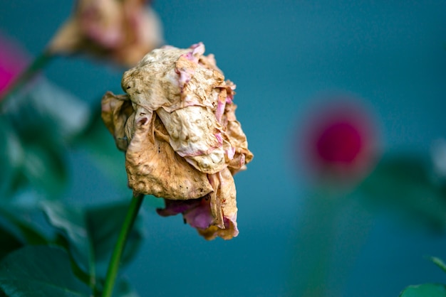 Tote blume in der natur