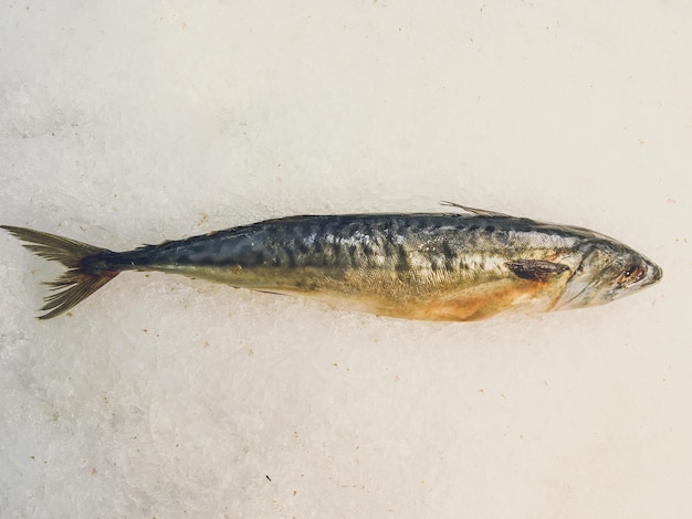 Tote Fische auf Eis