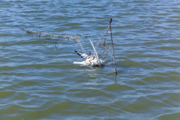 Tote Möwe traf die Fischernetze, toter Vogel wegen der Menschen