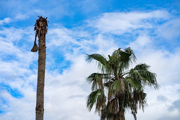 Tote Palme gegen blauen Himmel mit weißen Wolken