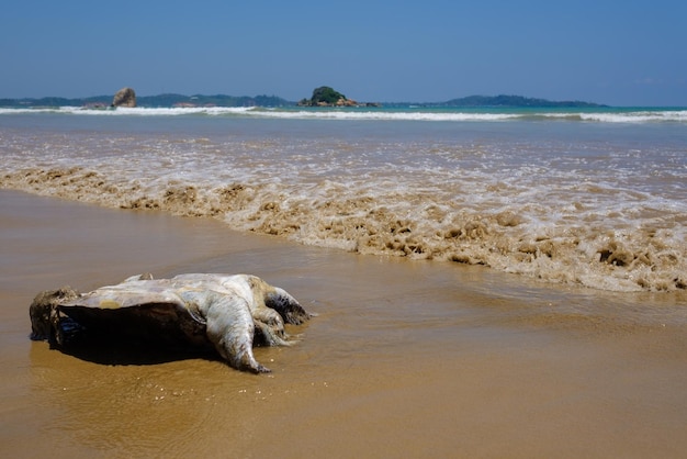 Tote Schildkröte, die auf sandigem Strand liegt