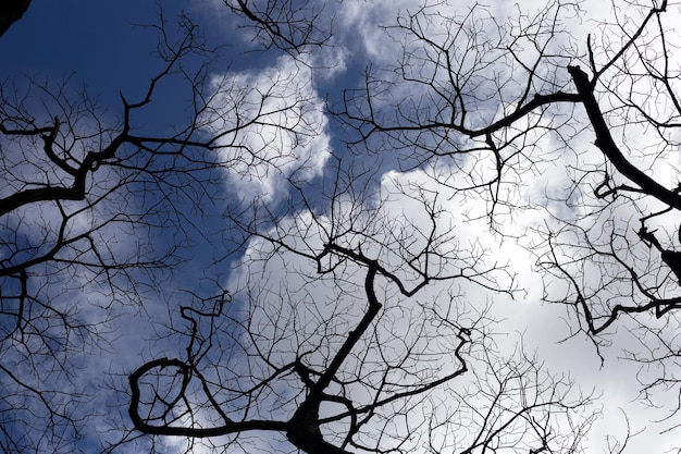 Tote Äste Baumsilhouette mit blauem Himmel und Wolken