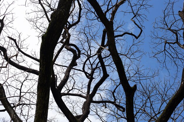 Tote Äste Baumsilhouette mit blauem Himmel und Wolken