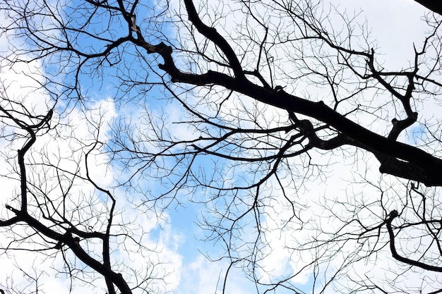 Tote Äste Baumsilhouette mit blauem Himmel und Wolken