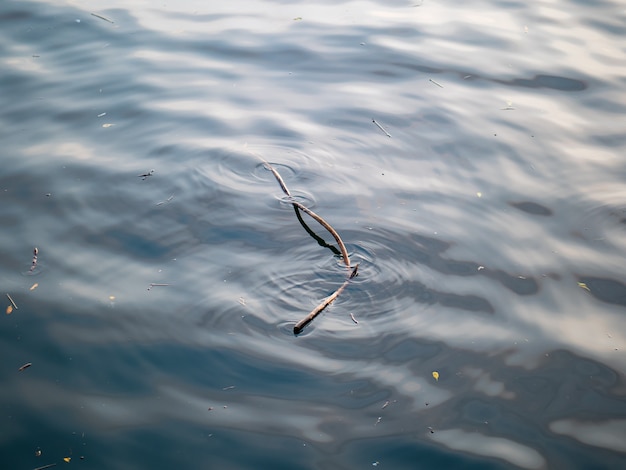 Tote Äste im Wasser