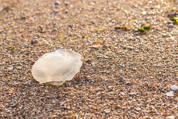 Tote transparente Quallen liegen nach einem Sturm im Sand. Rhizostoma pulmo. Meereslebewesen. Meerestier. Natürlicher Hintergrund.