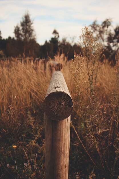 Totem na floresta