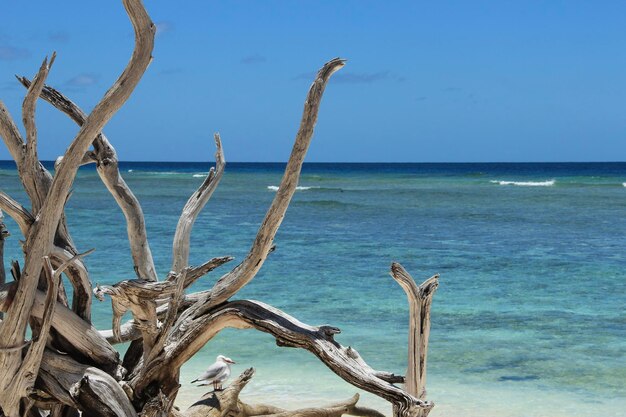 Foto toter baum am strand vor klarem himmel