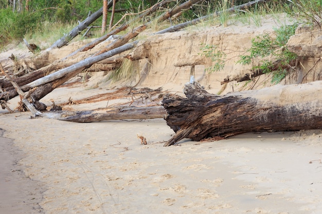 toter Baum am Strand