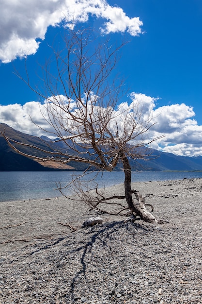 Toter Baum am Ufer des Lake Wanaka in Neuseeland