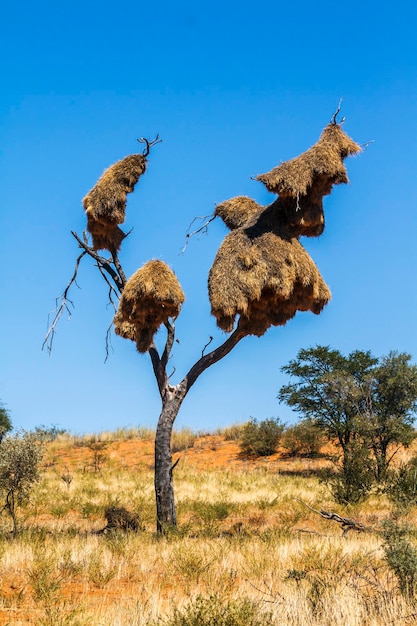 Toter Baum auf dem Feld gegen den klaren blauen Himmel