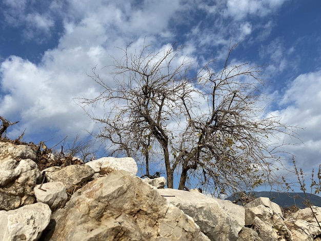 Toter Baum auf steingetrockneten Baumdürresteinen und -felsen