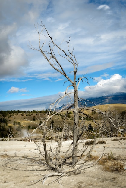 Foto toter baum bei mammoth hot springs