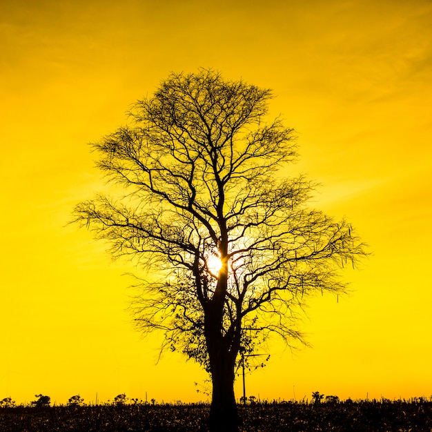 Toter Baum des Schattenbildes auf Sonnenunterganghimmel