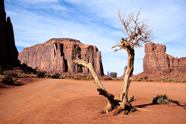 Toter Baum im Monument Valley Utah USA