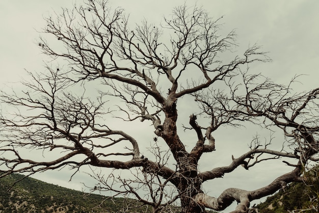 Toter Baum im Wald