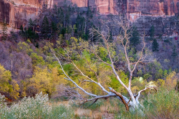 Toter Baum im Zion-Nationalpark