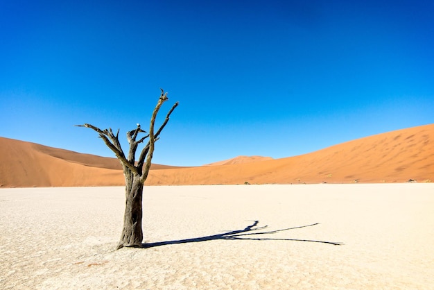 Toter Baum in der Wüste vor klarem blauen Himmel