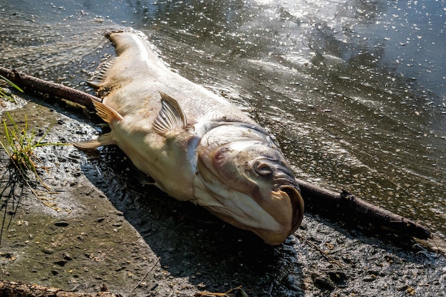 Toter fauler Fisch am Ufer des verschmutzten Sees, ökologische Katastrophe und Pest von Silberkarpfen