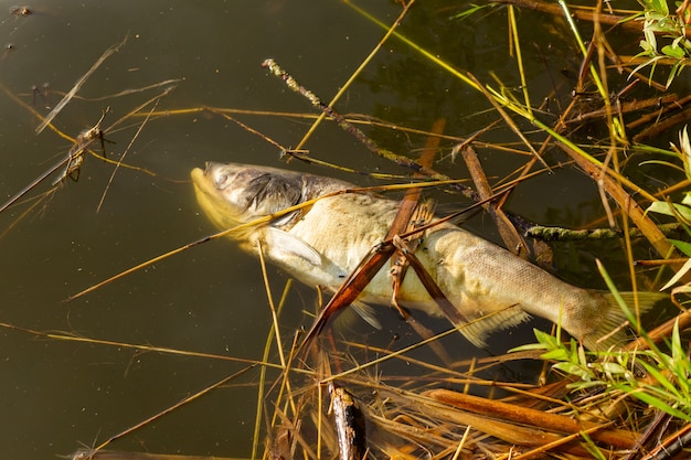 Toter fauler Fisch am Ufer des verschmutzten Sees.