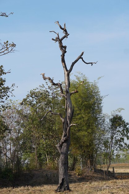 Toter großer Baum auf dem Gebiet