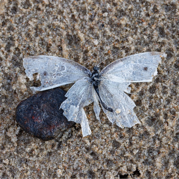 Toter Schmetterling mit gebrochenen Flügeln