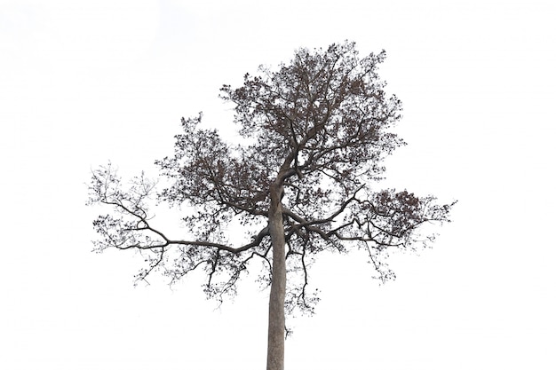 Foto toter und trockener baum