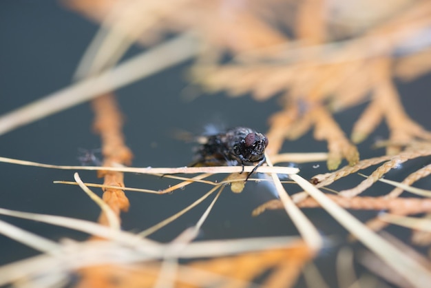 Totes Fliegentier auf Wasser und Baum gefangen