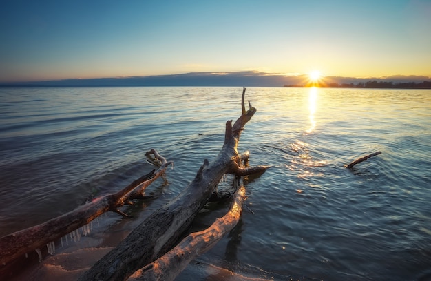 Totes Holz im Meer bei Sonnenuntergang. Ein Haken im Sand des Strandes