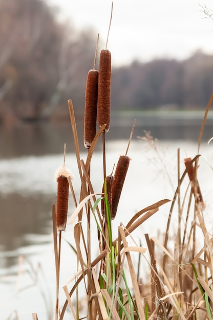 Totora espadaña junto a un lago en otoño