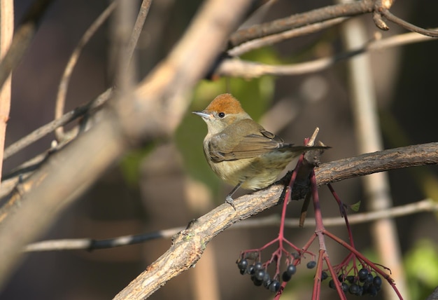 touca eurasiana feminina