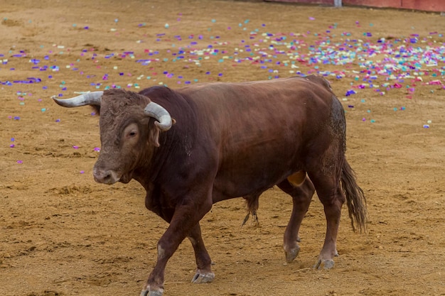 Tourada, touro bravo espanhol em uma praça de touros. o animal é marrom e tem chifres muito afiados
