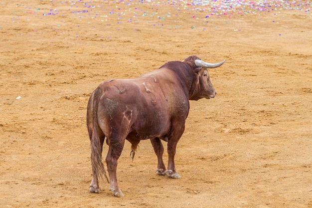 tourada, touro bravo espanhol em uma praça de touros. o animal é marrom e tem chifres muito afiados