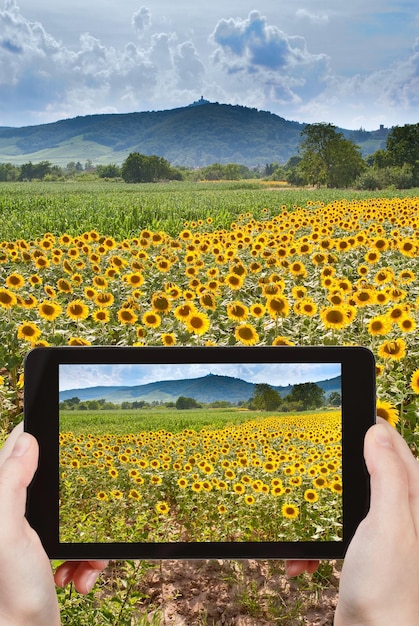 Tourist, der Foto von Sonnenblumenfeldern im Elsass macht