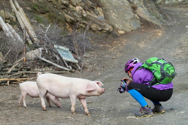 Tourist findet ein Schwein