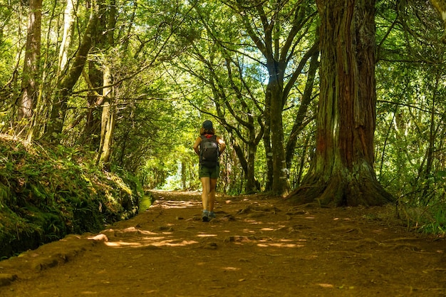 Tourist zu fuß im sommer auf der levada do caldeirao verde trail queimadas madeira