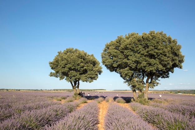 Touristen im Lavendelfeld, Brihuega, Guadalajara, Spanien