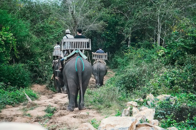 Touristen reiten Elefanten im wilden Wald, auf dem Fluss und im Elephant Park. Menschen sitzen auf Elefantenrücken in wunderschönen grünen asiatischen Landschaften. Laos. Luang Prabang