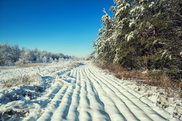 Touristen wandern im Winterwald