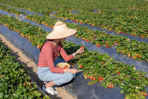 Touristenfrau geht auf den Bauernhof, um Erdbeeren zu pflücken