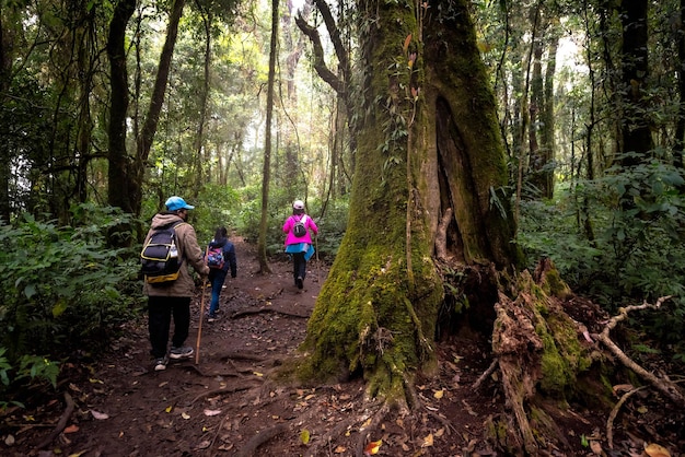 Touristengruppe mit Rucksäcken zu Fuß auf einem Naturlehrpfad im Wald